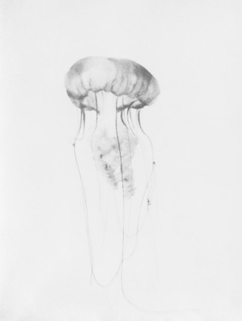 (34) Untitled (Jellyfish)