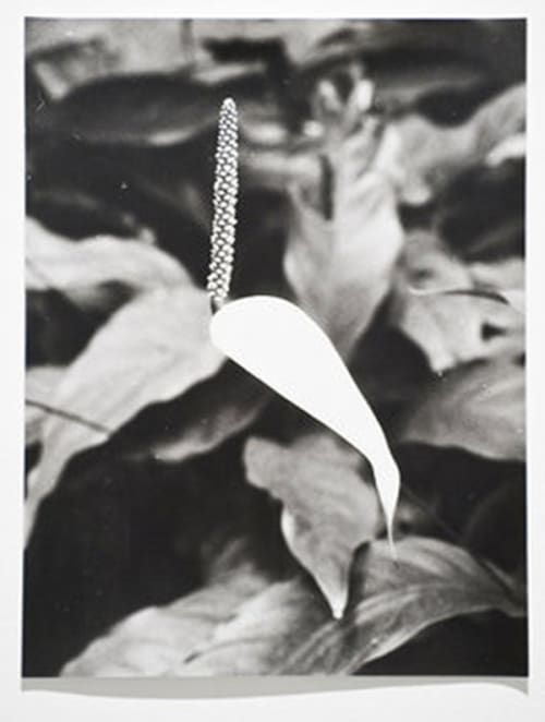 White Leaf