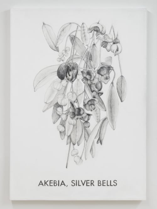 Akebia, Silver Bells