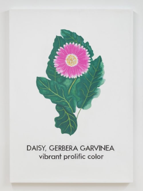 Daisy, Gerbera Garvinea
