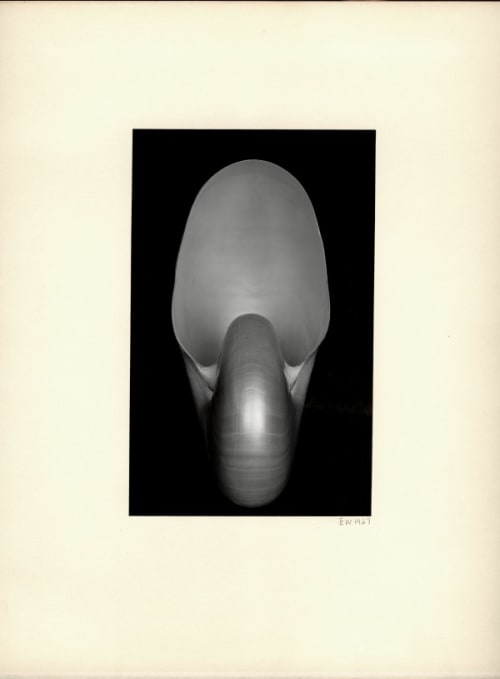 Nautilus Shell