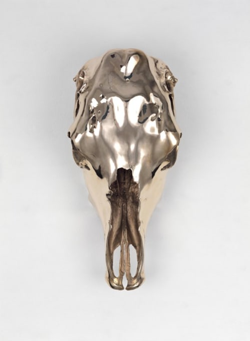 Unhorned Steer Skull