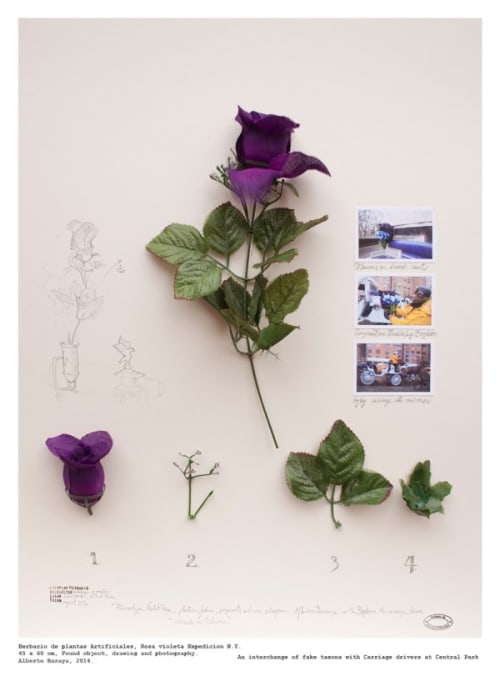 Rosa Violeta (Expedición N.Y.) - Herbario de Plantas Artificiales