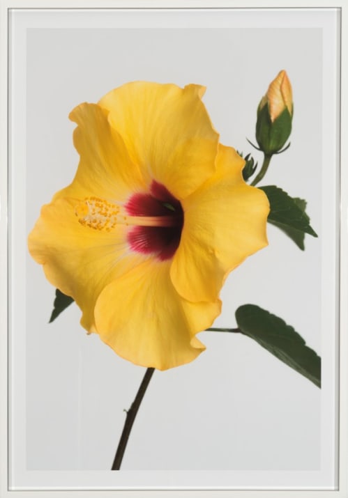 #pierrejosephredouté Hibiscus sinensis jaune