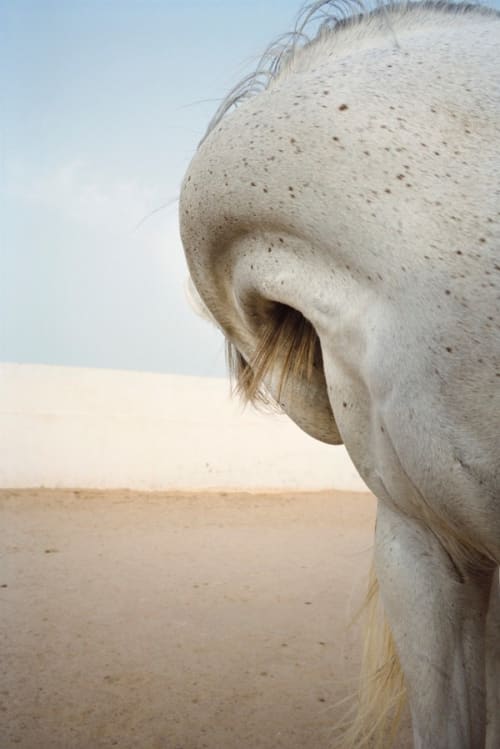 Untitled, from the series 'Horses'