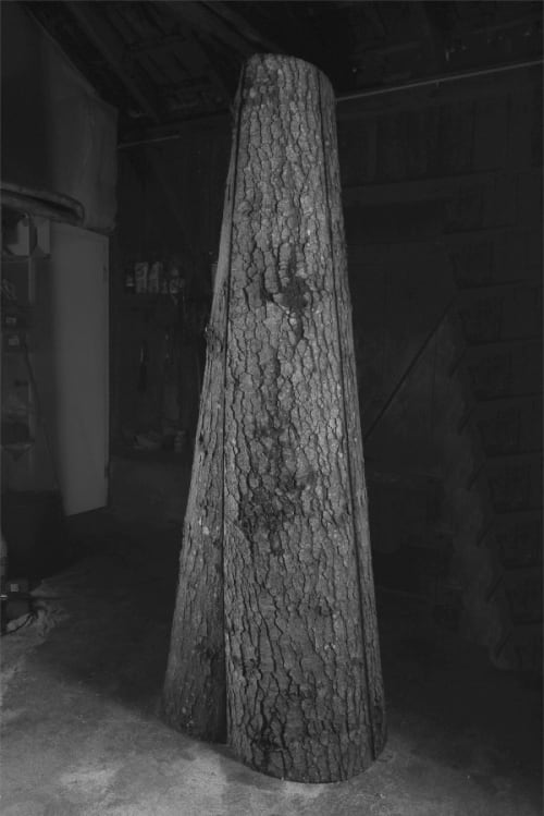 Fig. 3 - Abies alba (Weisstanne) - Mond Holz