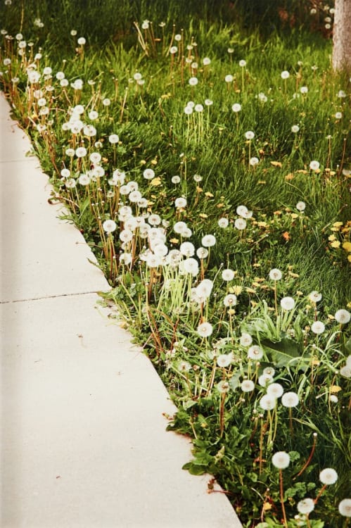 Sidewalk and Dandelions