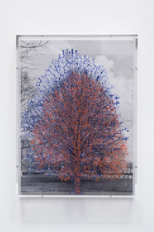 Numbers and Trees: Tiergarten Series II: Tree #2, Eagle