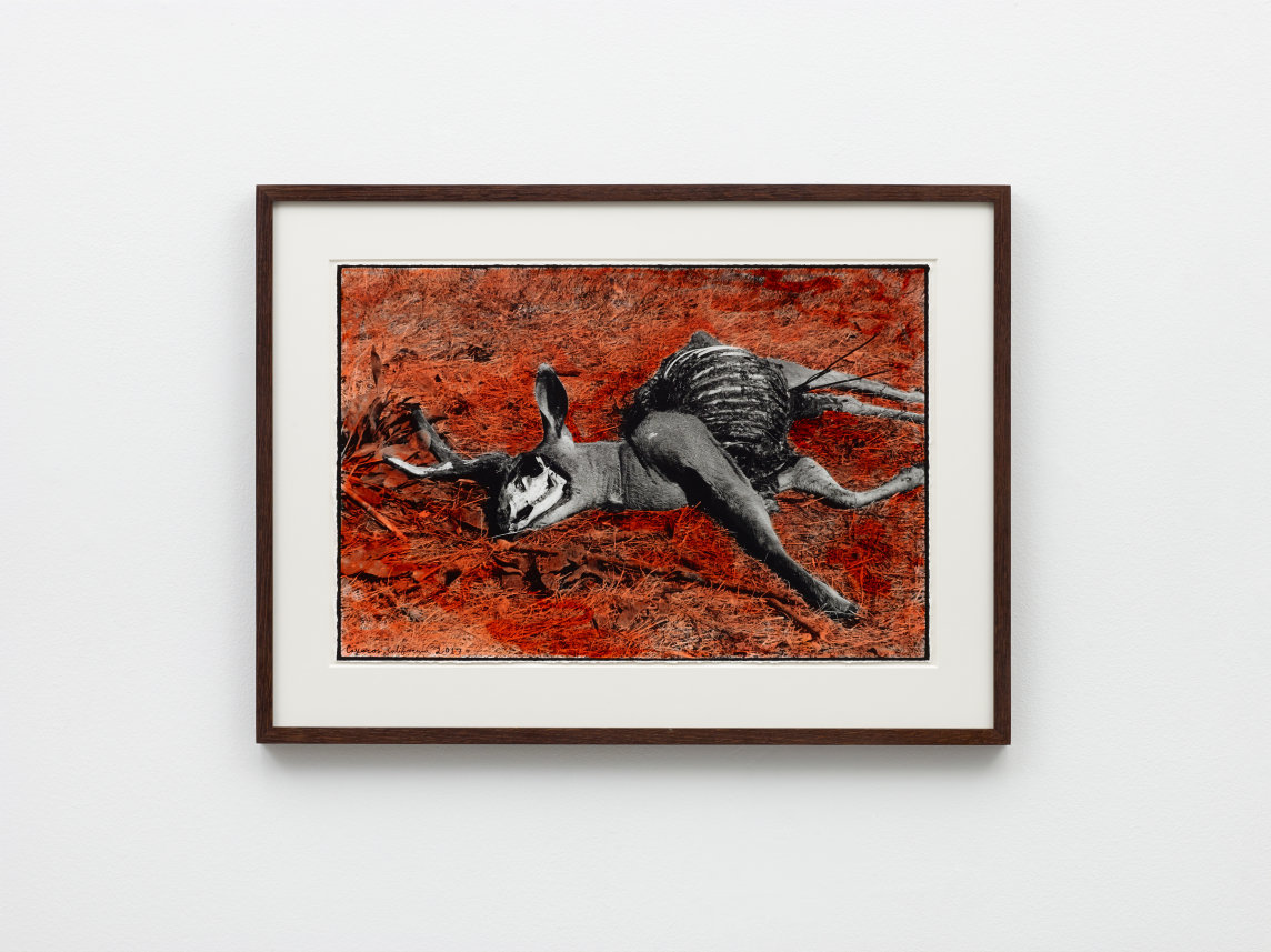 (dead Deer) Caucos, CA 2017