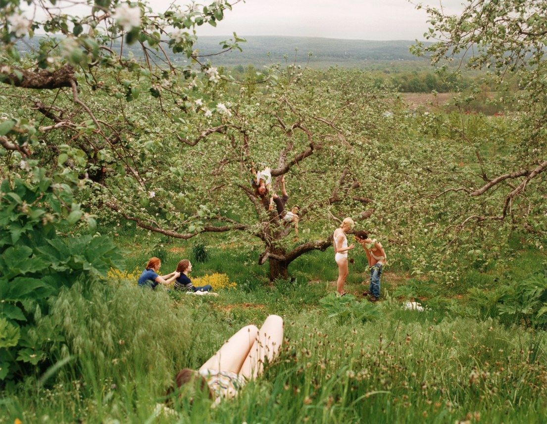 Orchard