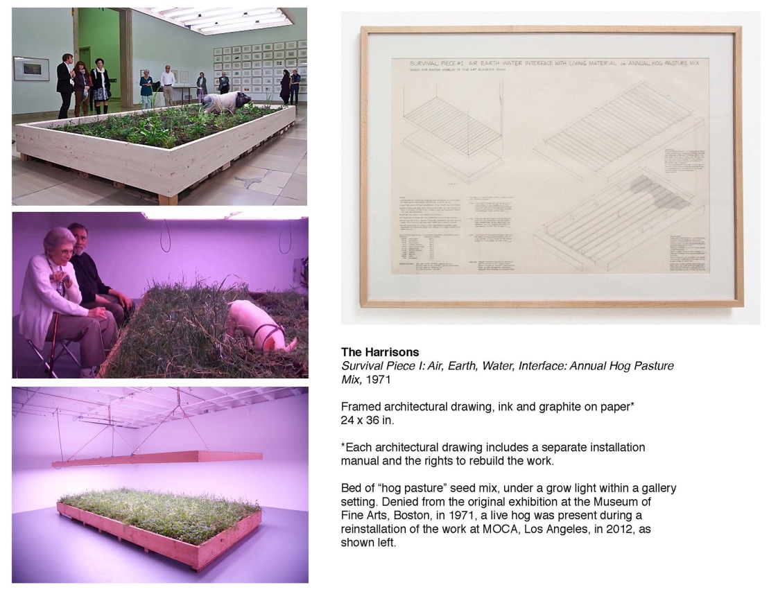  Survival Piece #1: Air Earth Water Interface with Living Material or Annual Hog Pasture Mix
