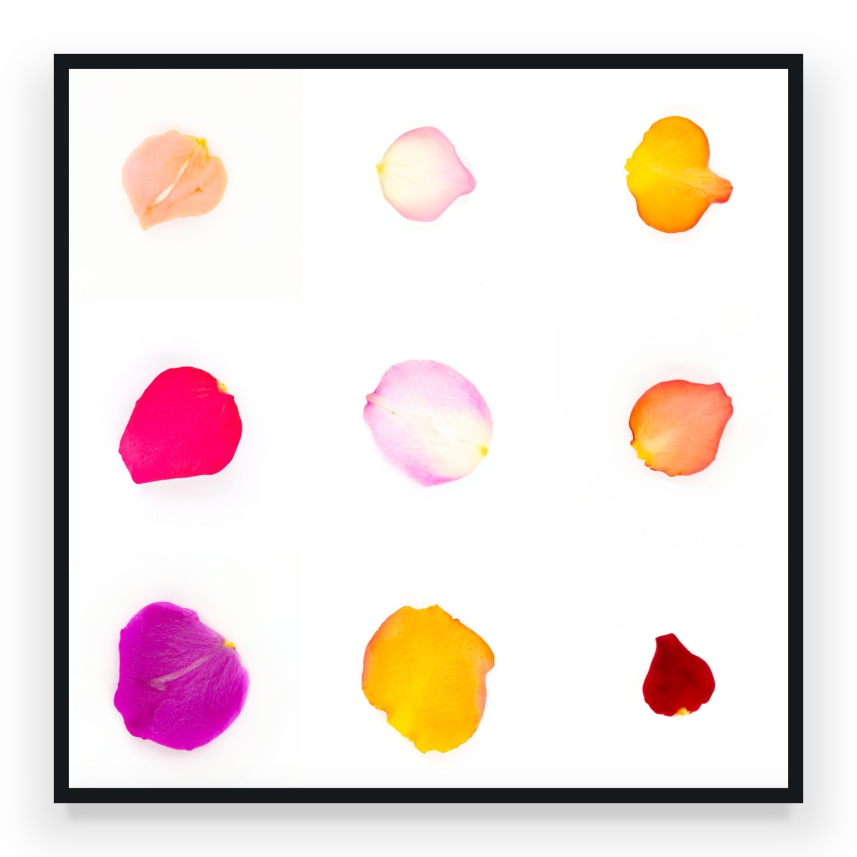 Infinite Petals (1,350 Petals starting from Numeric Seed #208219)