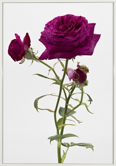 Pierre-Joseph Redout、The Roses46、希少画集画 Pierre-Joseph Redouté and Claude-Antoine Thory | Les roses
